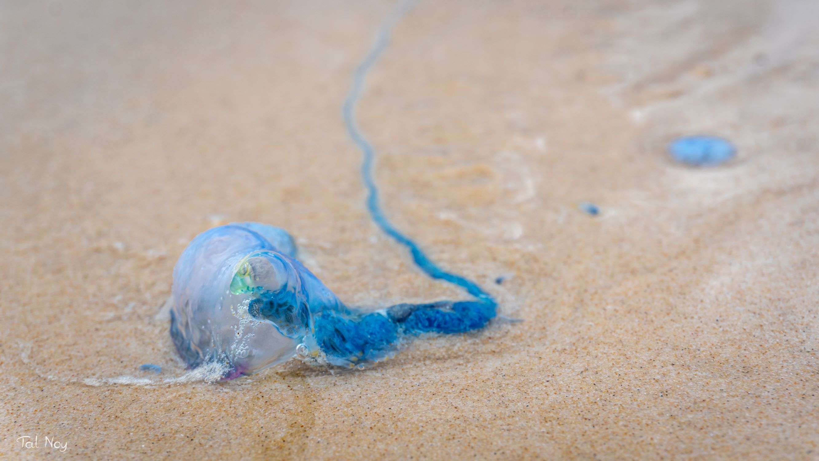 A vibrant blue jellyfish washed ashore on golden sand, its long tentacle trailing behind